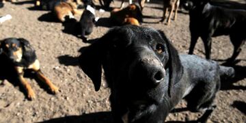 El problema de los perros abandonados