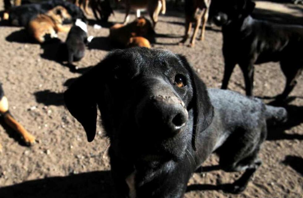 Perros abandonados en un campo entre Pérez y Zavalla