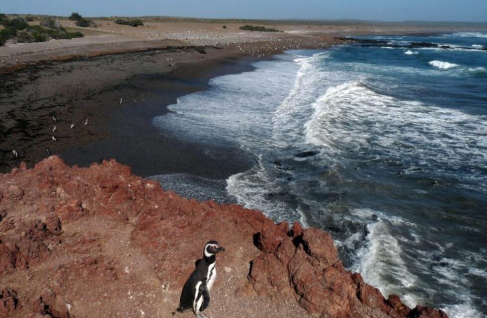 San julián: denuncian que empresa arrojó toneladas de centolla en un basural
