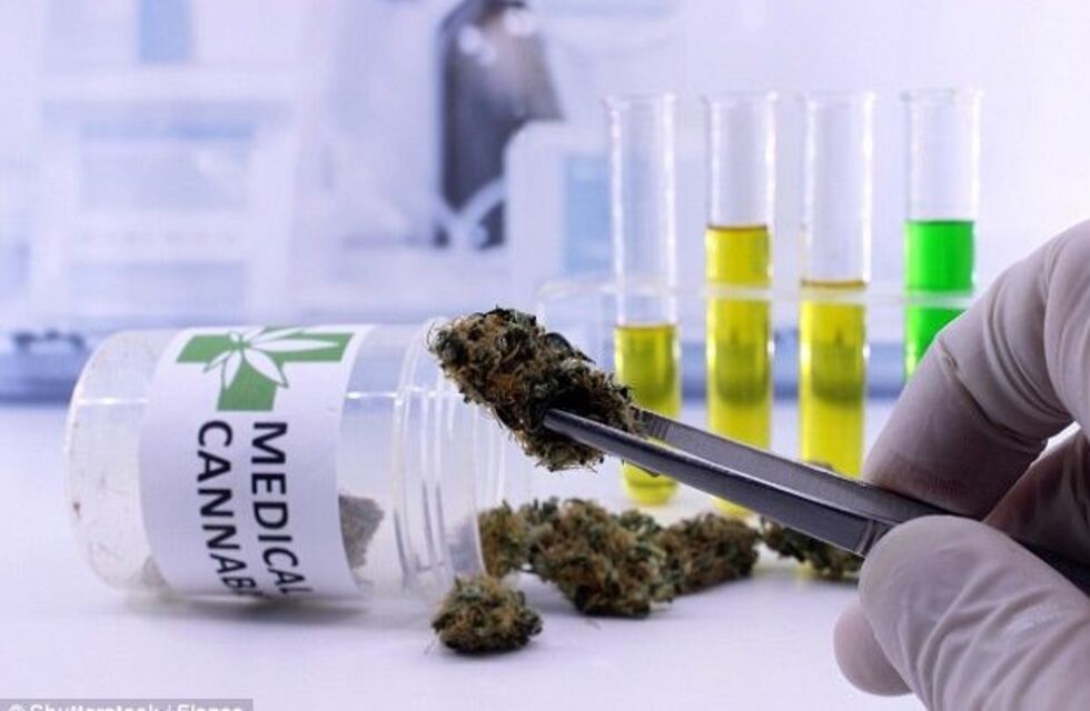 Una universidad de Bahía Blanca dictará "Cannabis Medicinal" como materia