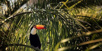 Preocupación por el maltrato de Tucanes en Metán (web)