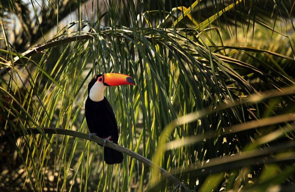 Crece la preocupación por el maltrato de tucanes en la ciudad de Metán