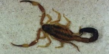 Medidas de prevención para evitar picaduras de alacranes\u002E (Fuente: Ministerio de Salud de Córdoba)