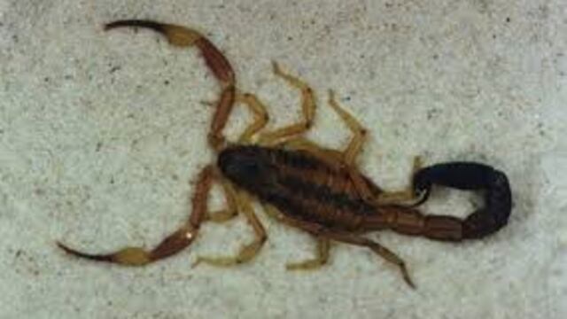 En los últimos meses se registró más de un centener de casos por picaduras\u002E