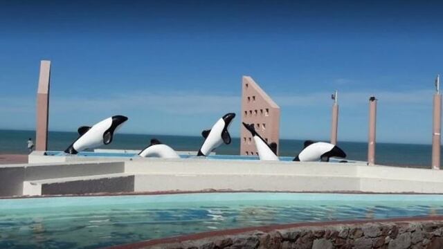 Imagen ilustrativa\u002E Las toninas en Playa Unión\u002E