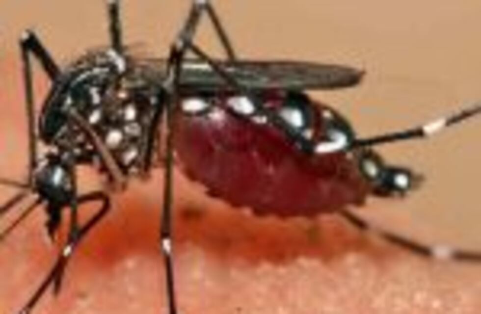 Realizan el último monitoreo del año del mosquito transmisor del dengue
