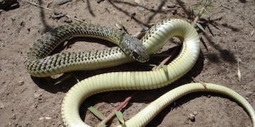 Culebra ratonera\u002E