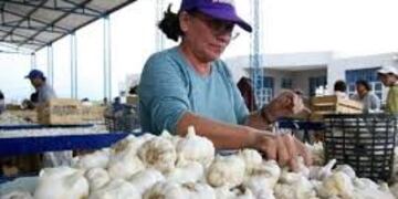 El ajo mendocino el más rico del mundo