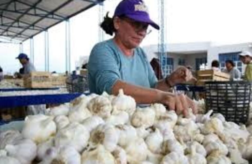 El ajo mendocino es el más rico del mundo
