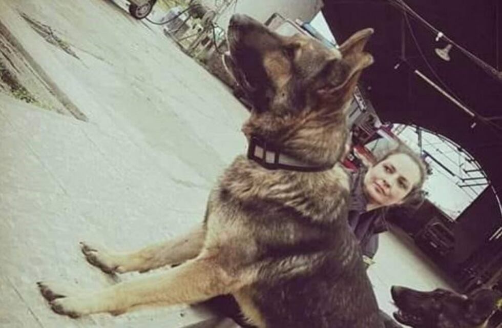 Bomberos de Paraná piden ayuda para encontrar a Maní, perro de búsqueda