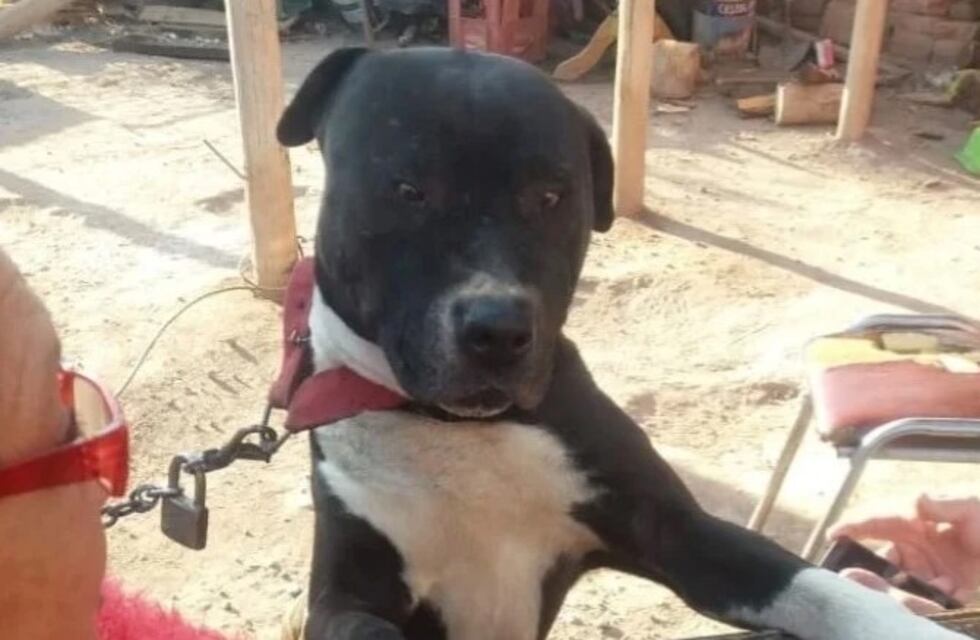 Declaró el dueño del pitbull asesino y salió al cruce de los vecinos