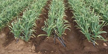 La cosecha de ajo comenzó con el trabajo de mendocinos\u002E