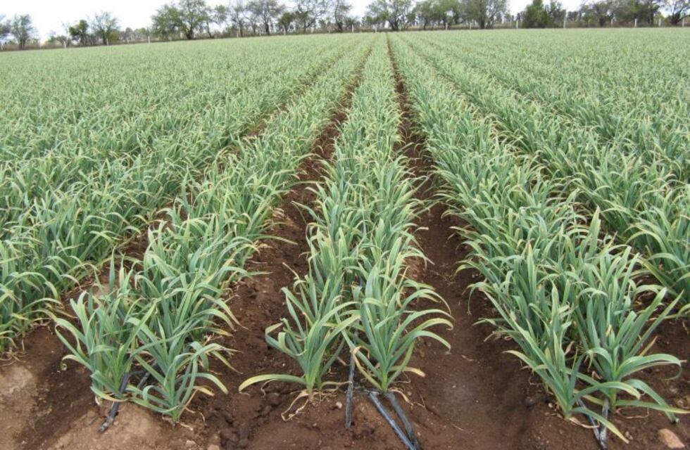 La cosecha de ajo arrancó con trabajadores mendocinos
