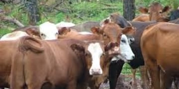 Fue detenido tras robar una vaca de 200 kilos