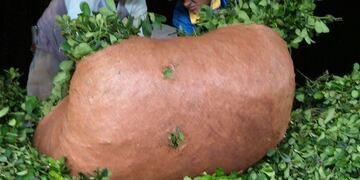 Yerba mate\u002E Hoja verde en una \