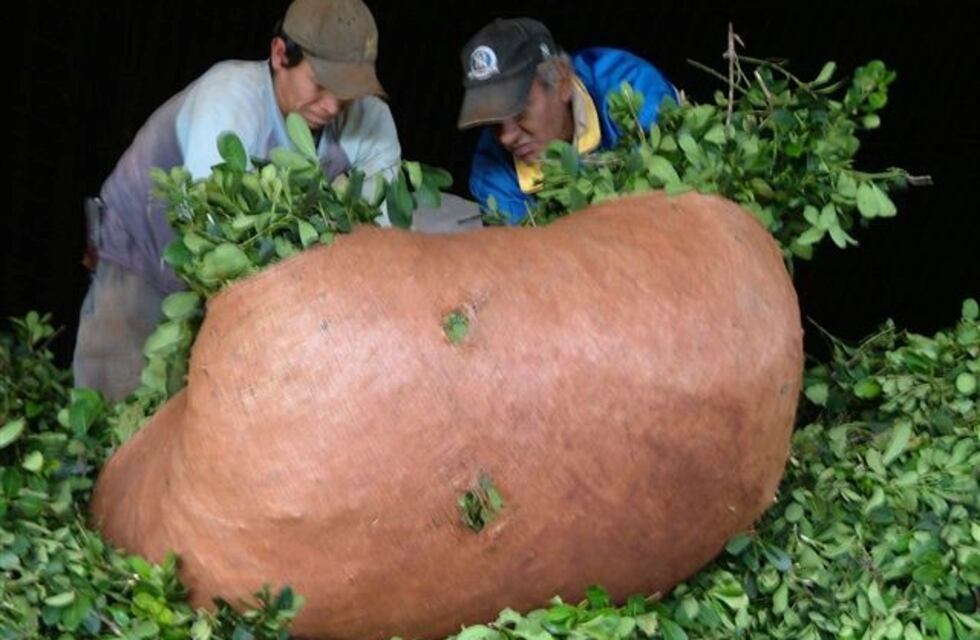 Un yerbatero candidato a diputado obligado a cuidar al que produce y al tarefero