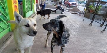 Perros de la calle, Neuquén\u002E