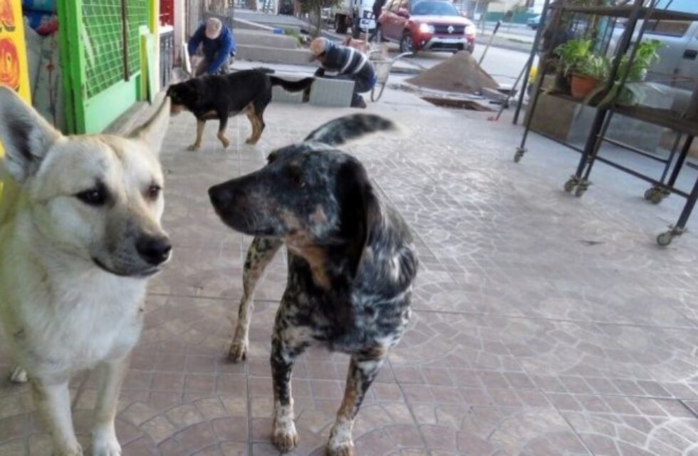 Retiran los perros de la vía pública