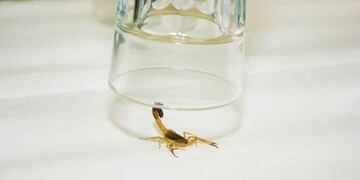 Atrapar un alacrán ayuda a fabricar antídoto para su picadura\u002E