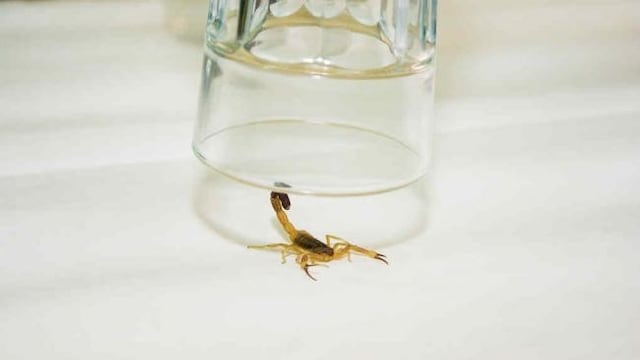 Atrapar un alacrán ayuda a fabricar antídoto para su picadura\u002E