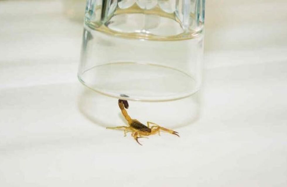 Las especies de alacrán más frecuentes en Córdoba y cómo evitar su picadura