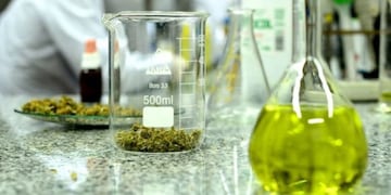 Comenzó el debate por la legalización del cannabis terapéutico en la Ciudad (Foto: Clarín)