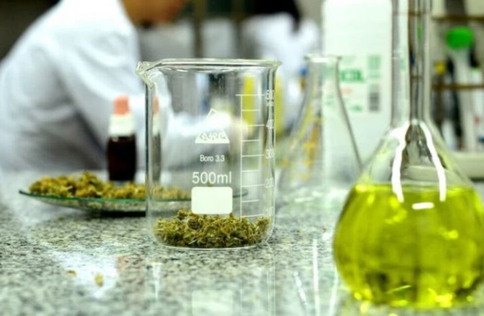 Comenzó el debate por la legalización del cannabis terapéutico en la Ciudad