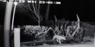 El felino fue avistado por el sereno del Camping de la Asociación Judicial Bonaerense de Miramar (web)\u002E