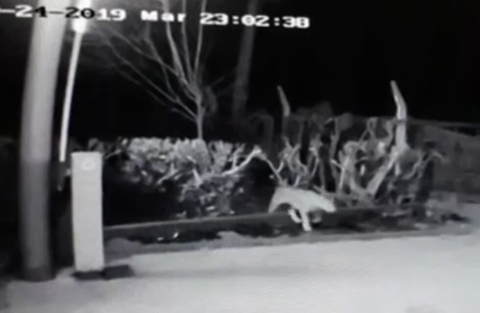 Cámaras de seguridad registraron a un puma en un camping de Miramar