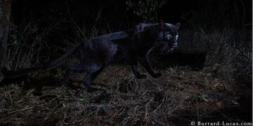 El leopardo negro\u002E (crédito: burrard-lucas\u002Ecom)\u002E