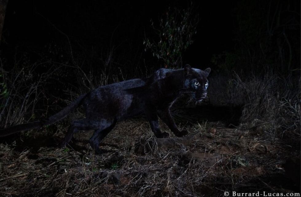 Fotografían por primera vez en 100 años a un leopardo negro