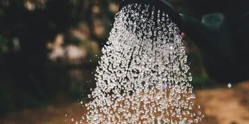 regado de plantas - Fuente: markus spiske