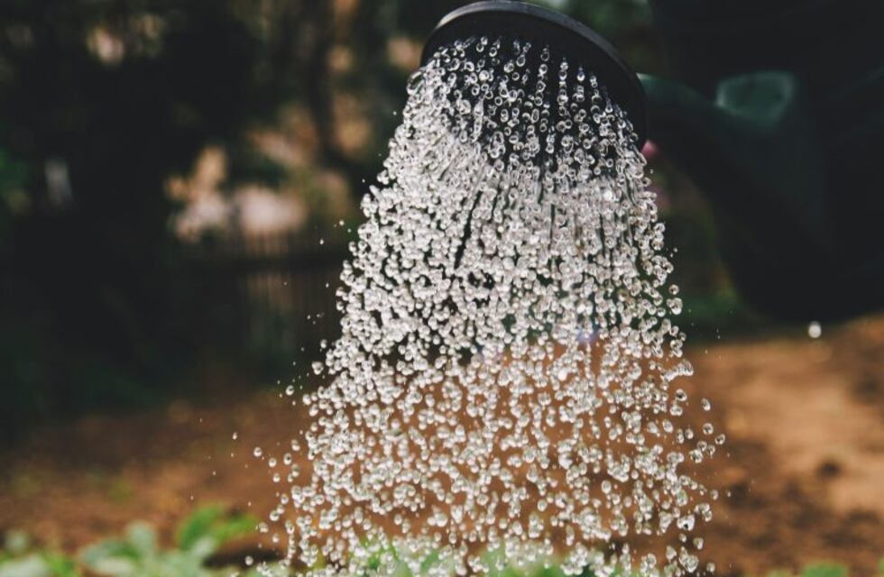 Los fitorreguladores y su impacto en el crecimiento de las plantas
