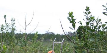 Yerba mate tarefero con una ponchada\u002E (INYM)