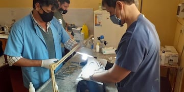 Castración de mascotas en Apóstoles\u002E