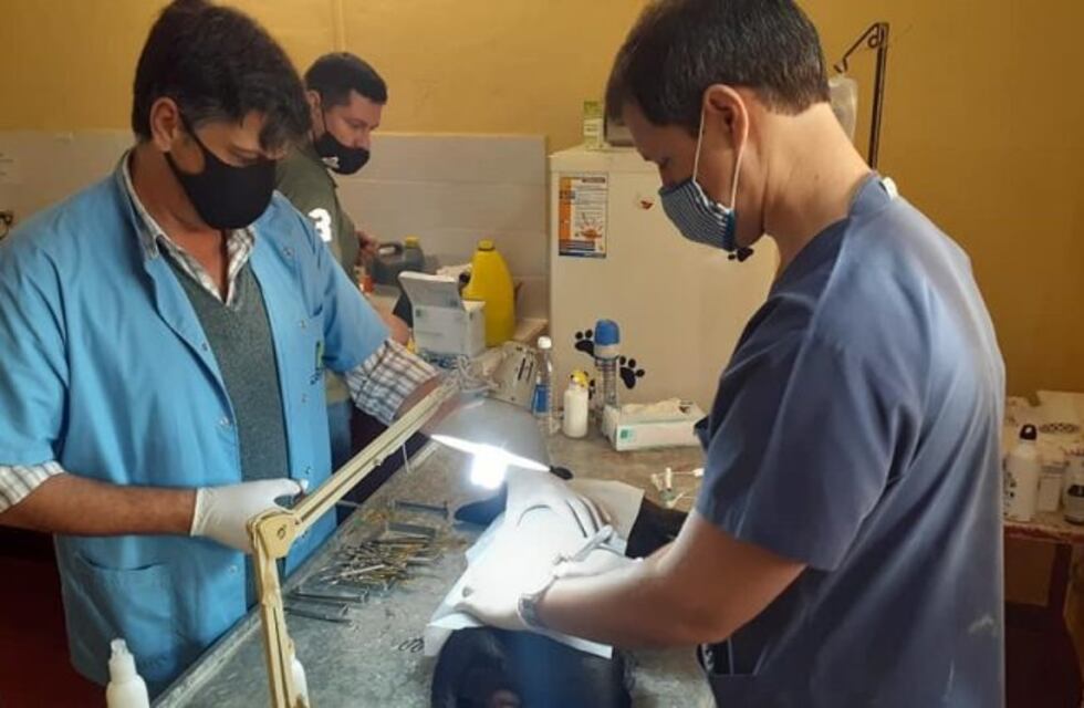 Entregan turnos para la castración de mascotas en Apóstoles