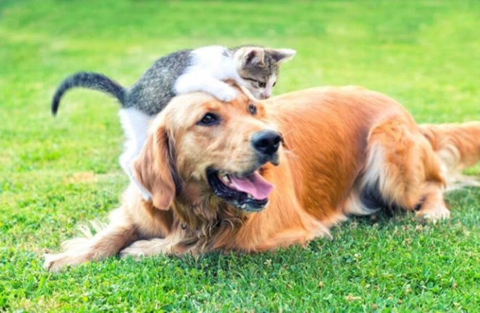 Vacunación gratuita para perros y gatos en el barrio Sargento Cabral