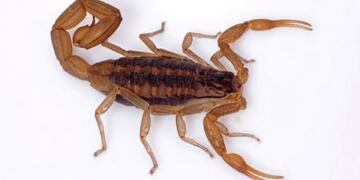 Otra vez un pequeu00f1o atacado por un alacru00e1n y en grave estado.