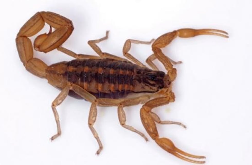 Descubren método biológico para combatir alacranes
