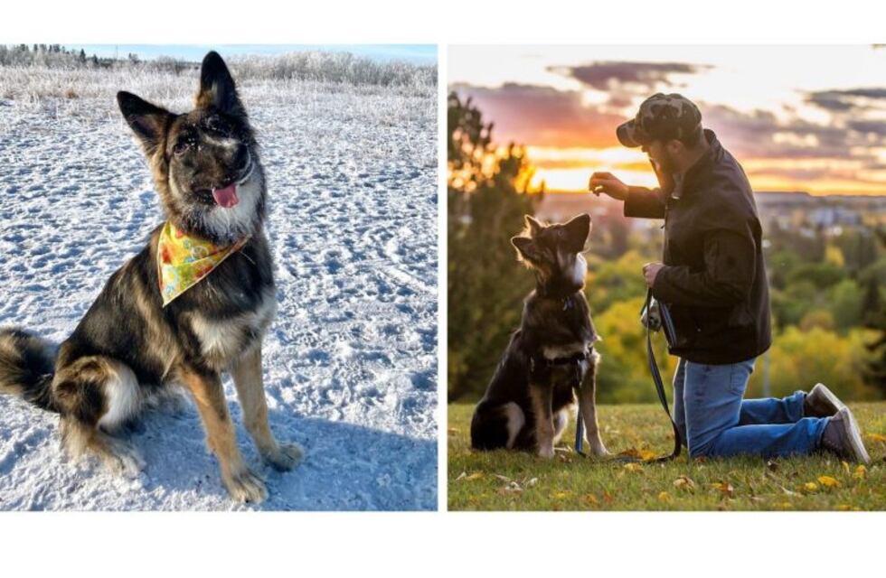 La belleza se lleva adentro: Brodie, el perrito "con la cara torcida", que conmovió al mundo