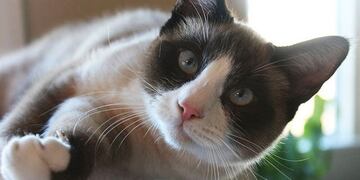 Desafío viral: encontrar al gato en la biblioteca (Web)