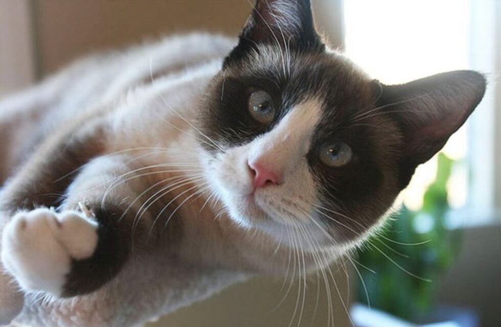 Nuevo desafío viral: ¿dónde se esconde el gato dentro del mueble?