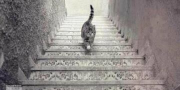 Este gato, ¿sube o baja las escaleras?
