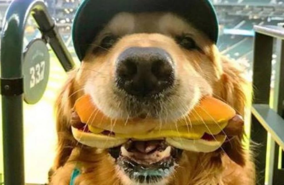 El perro que aguantó las ganas de comer un pancho y se hizo viral