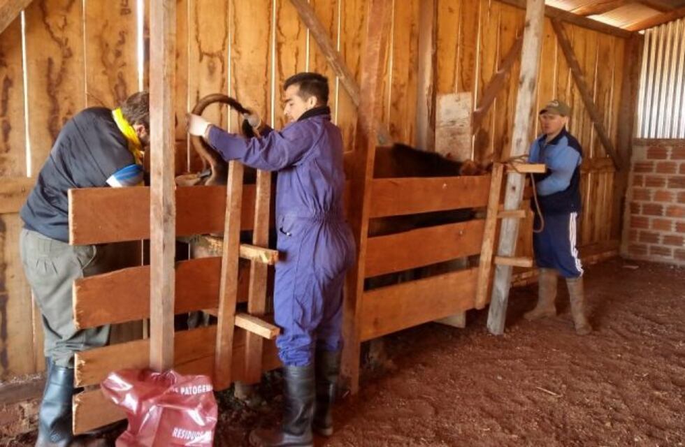 Analizan sanidad animal en Misiones