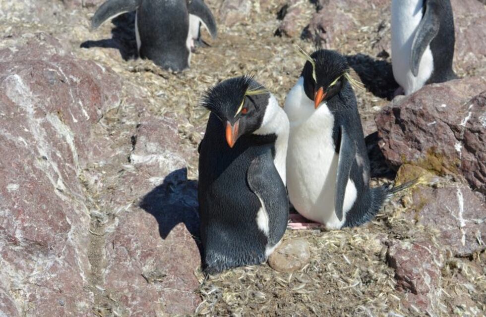 Fiesta del Penacho Amarillo: convocatoria para encontrar alojamientos alternativos