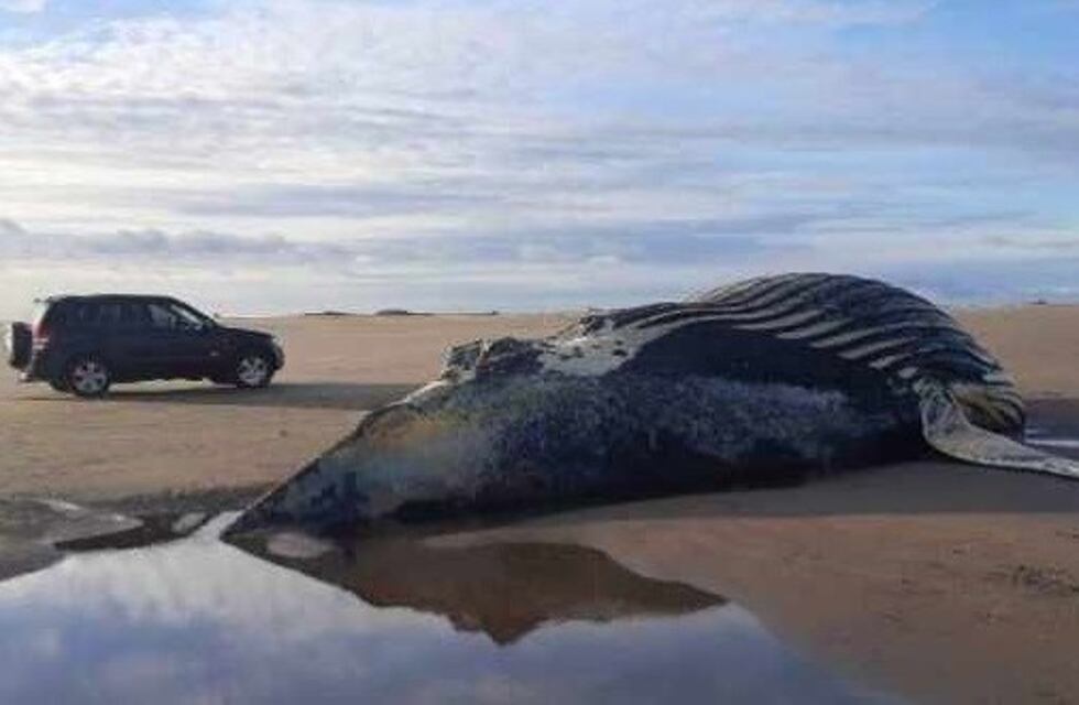 Dorrego: Ballena jorobada fue encontrada sin vida en Marisol