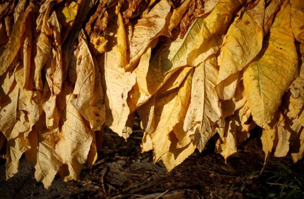El tabaco aumentará un 59,5% en Tucumán y Catamarca