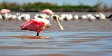 Espátula Rosada - PH Hugo Giraudo