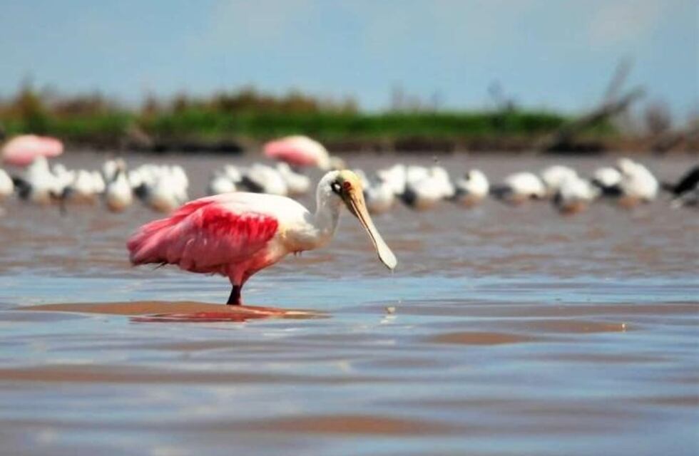 Belleza impactante: nuevas aves rosadas fueron fotografiadas en Miramar de Ansenuza